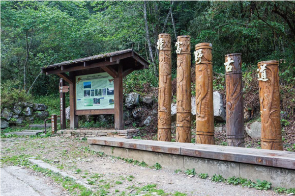 最美步道~特富野古道．柳杉環繞一日遊